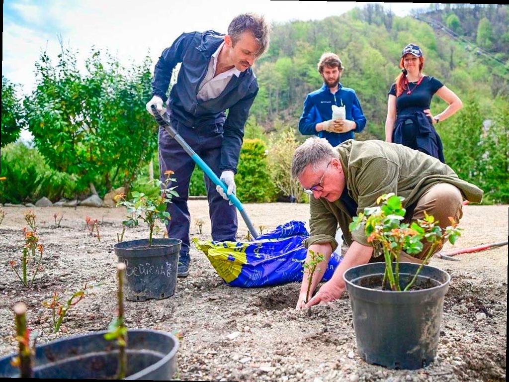 Новый сорт розы назвали в честь курорта «Роза Хутор»