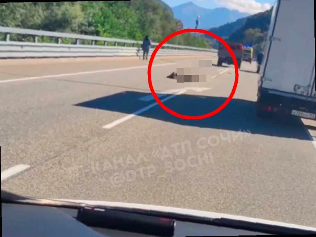 Водитель, который сбил медвежонка на трассе в Сочи, может получить штраф
