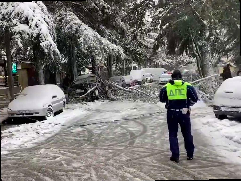 Снегопад в Сочи: дерево упало на проезжую часть