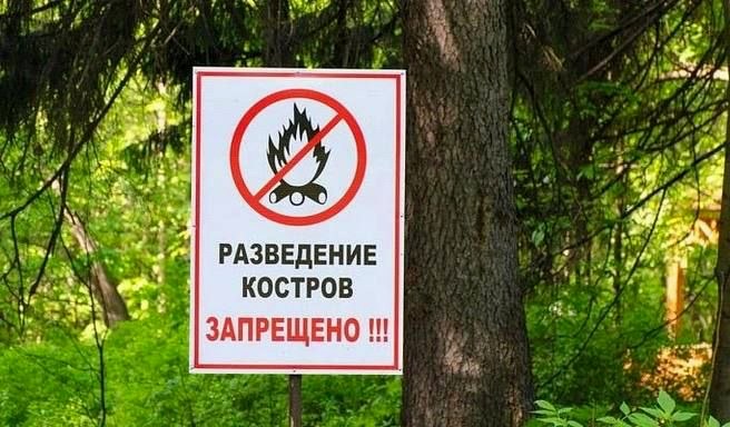 Обработка зелёных насаждений в Сочи от американской белой бабочки