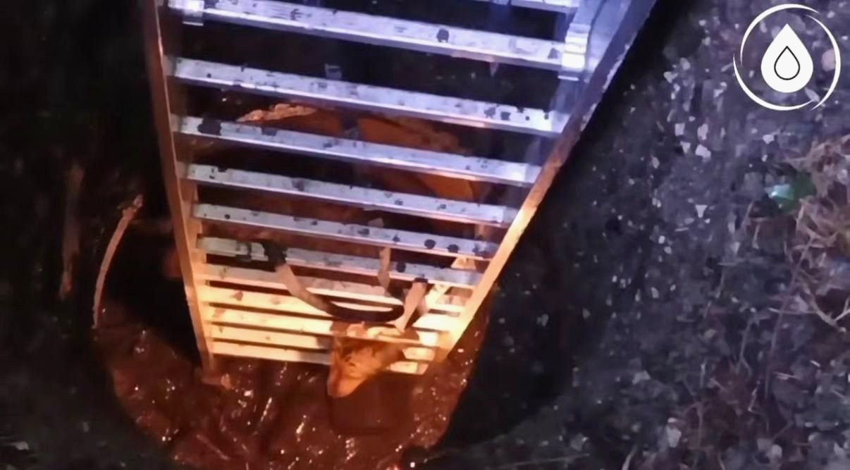 Сотрудники водоканала в Сочи спасли собаку из колодца
