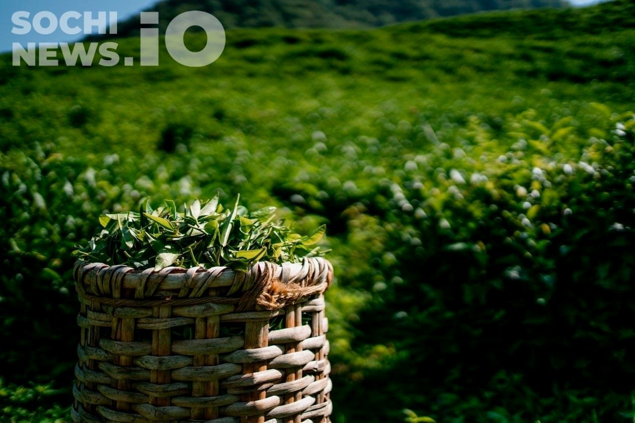 Рост производства чая в Краснодарском крае, снижение продаж в России