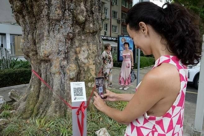 В Сочи в муниципальный реестр внесли три древних дерева с QR-кодами